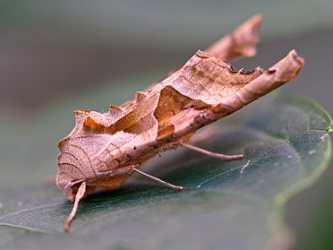 Achateule