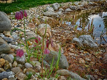 Schachbrettblume