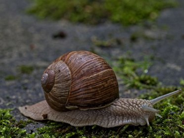 Schnecken