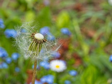 Unser Garten - Ostern 2019